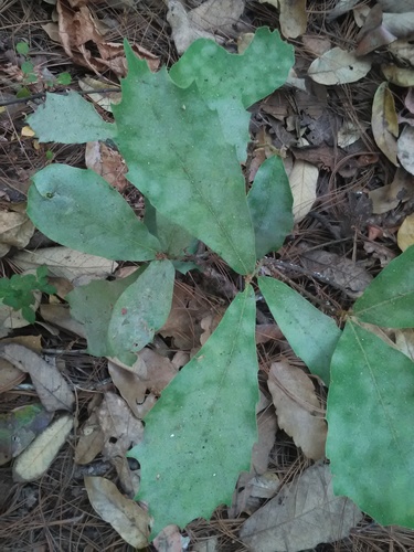 Quercus martinezii