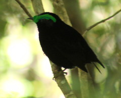 Philepitta castanea