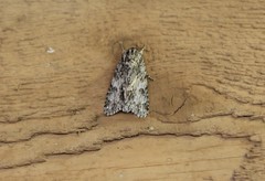 Acronicta rubricoma