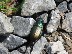 Poecilus versicolor