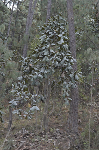 Quercus urbani