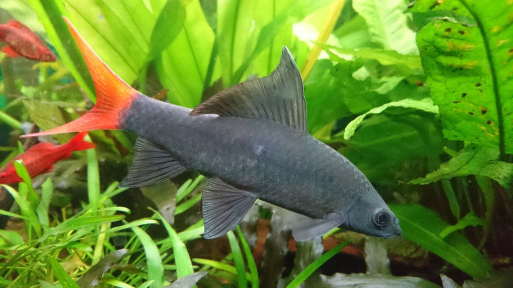 Red Tailed Shark