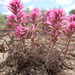 Castilleja angustifolia - Photo (c) Matt Lavin, vissa rättigheter förbehållna (CC BY-SA)
