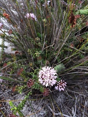 Agathosma lanceolata