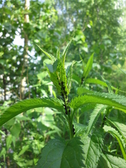 Veronica longifolia