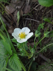 Fragaria viridis