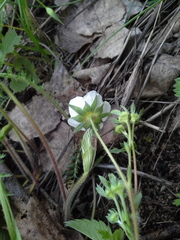 Fragaria viridis