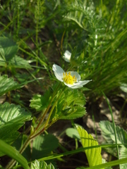 Fragaria viridis