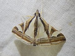 Agrioglypta excelsalis