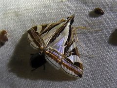 Agrioglypta excelsalis