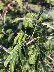 Albizia forbesii