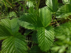 Fragaria viridis