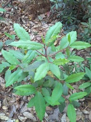 Comarostaphylis discolor