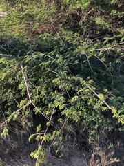 Albizia forbesii
