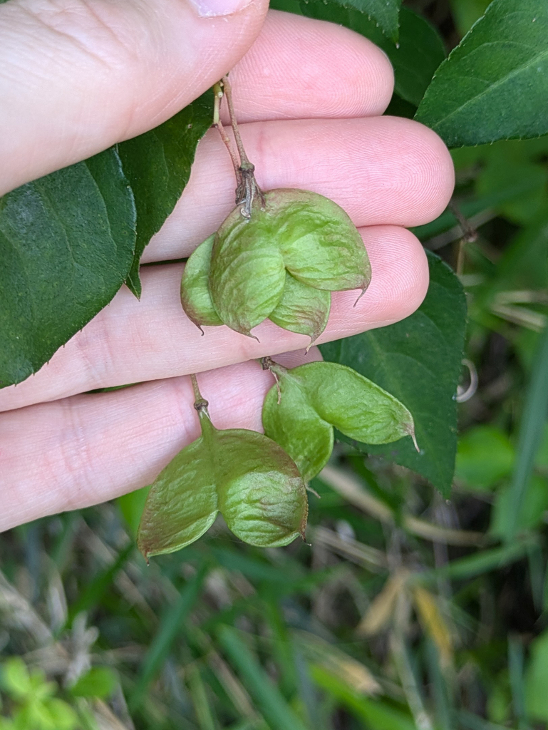Japanese bladdernut (Staphylea bumalda)