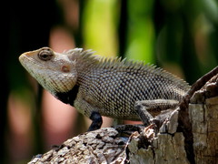 Calotes versicolor