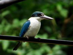 Todiramphus chloris