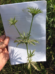 Eryngium hookeri