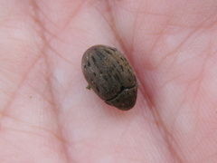 Coleoptera