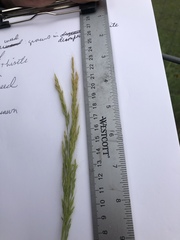 Limnodea arkansana