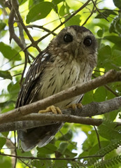 Margarobyas lawrencii