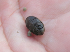 Coleoptera