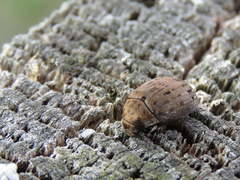Coleoptera