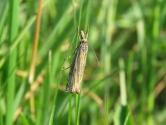 Crambus lathoniellus