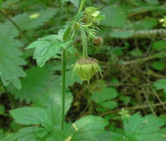 Geum × intermedium