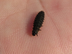 Coleoptera