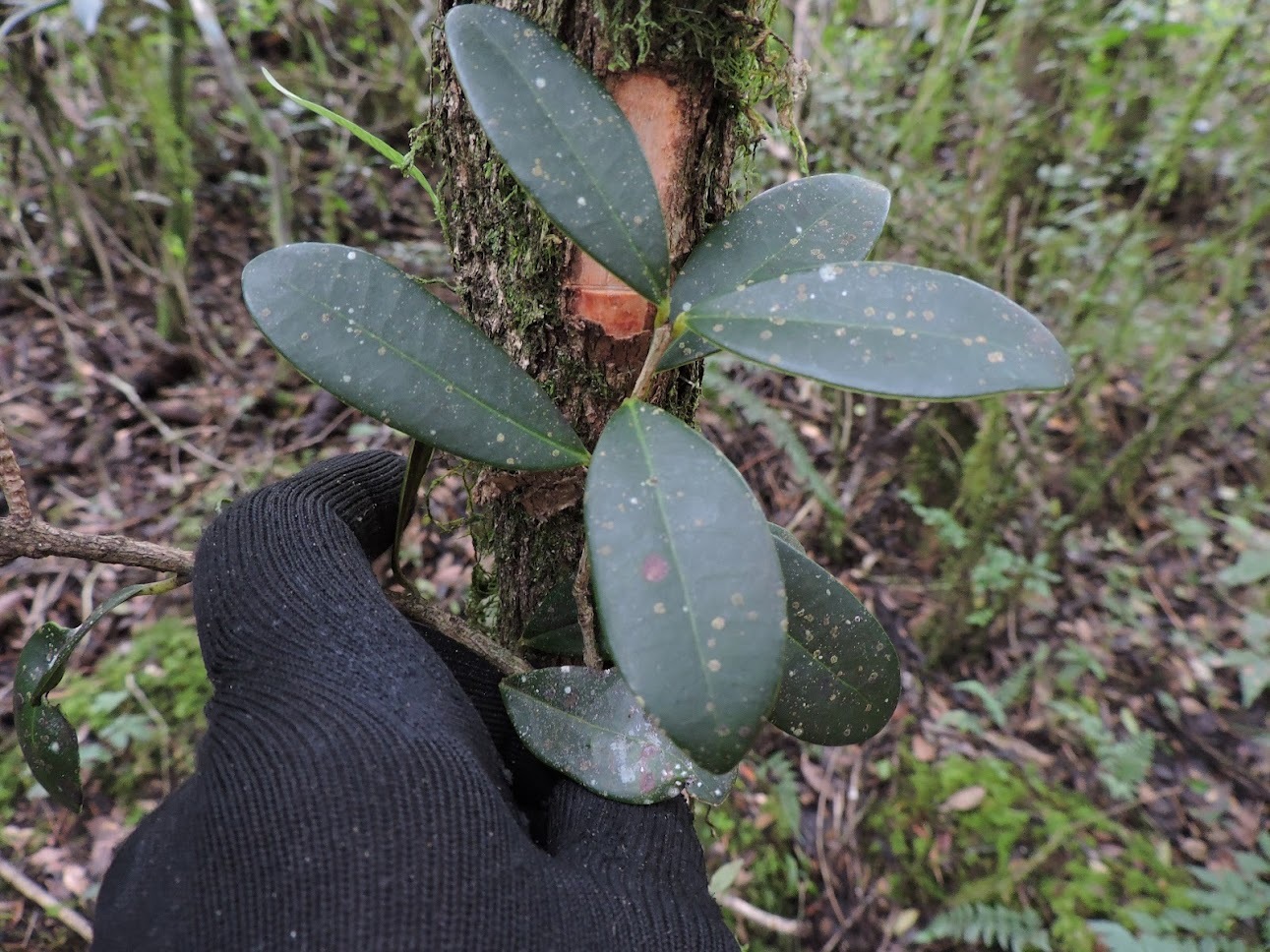 Eugenia pluriflora