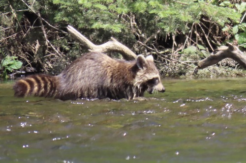 Common Raccoon photographed in Michigan