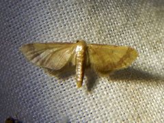 Idaea trypheropa