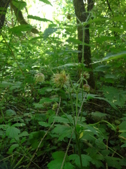 Geum × intermedium