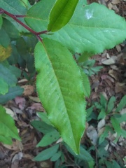 Comarostaphylis discolor