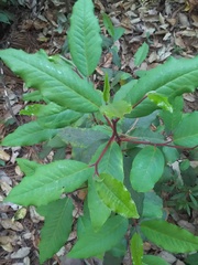 Comarostaphylis discolor