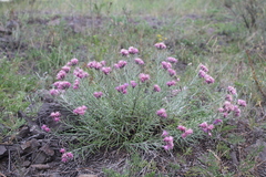 Saussurea salicifolia