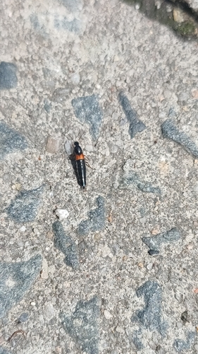 Philonthus lepidus