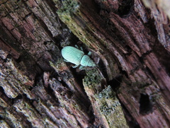 Curculionidae