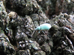 Curculionidae