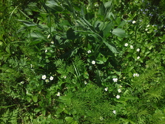 Fragaria viridis