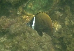 Chaetodon collare