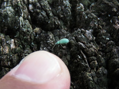 Curculionidae