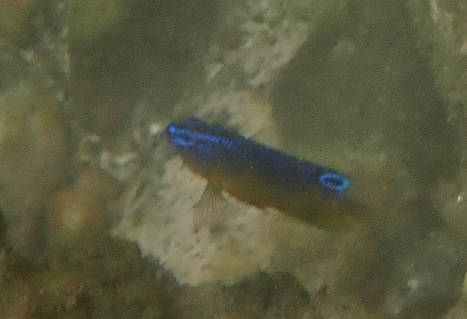 Proteus damsel (Pomacentrus proteus) — Pomacentridae