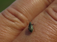 Curculionidae