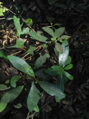 Ternstroemia lineata