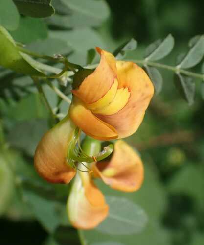 Orange Bladder-senna (Colutea ×)