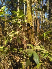 Ternstroemia lineata