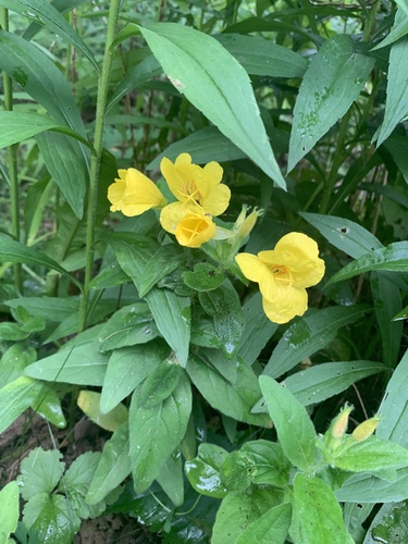 Oenothera pilosella