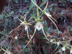 Brassia verrucosa